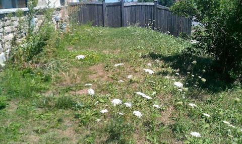 Overgrown, weedy lawn
