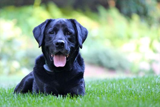dog on lawn